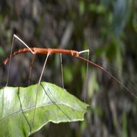 stick insect for sale