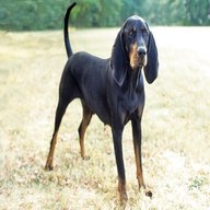 black tan coonhound for sale