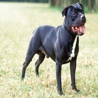 british staffordshire bull terrier for sale