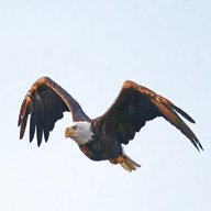 eagles for sale