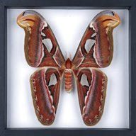 taxidermy moths for sale