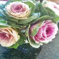 cabbage roses for sale