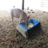 pig trough for sale