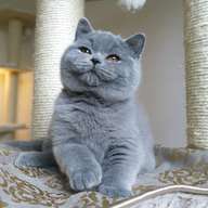 british blue cat for sale