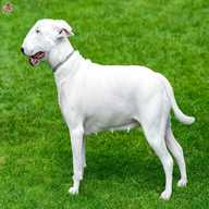 english bull terrier for sale