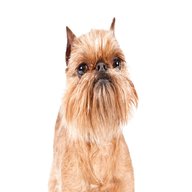 brussels griffon for sale
