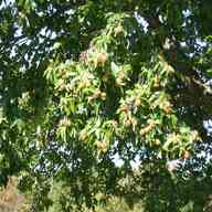 chestnut tree for sale