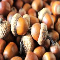 acorns for sale