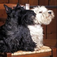 black west highland terrier for sale