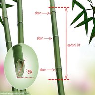 bamboo cuttings for sale