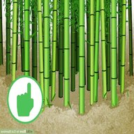 cut bamboo for sale