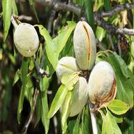 almond tree for sale