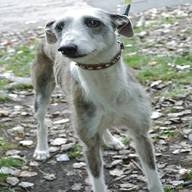 whippet lurcher for sale