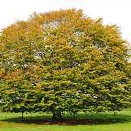 beech tree for sale