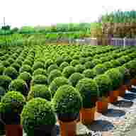 boxwood plant for sale