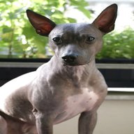 hairless dog for sale