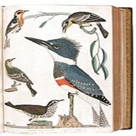 vintage bird book for sale