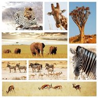 safari collage for sale