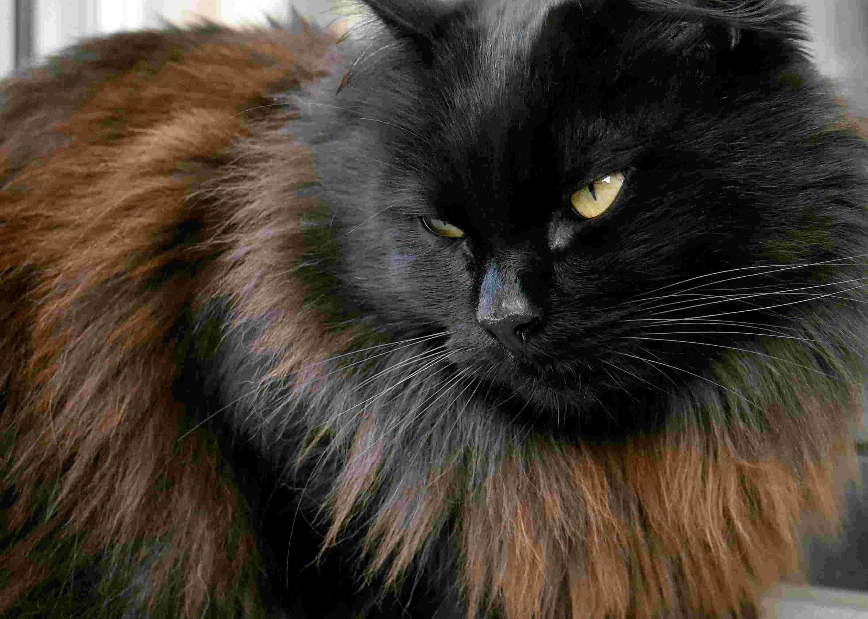 Norwegian Forest Cat for sale in UK View 70 bargains