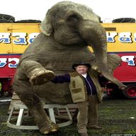 britains elephant for sale