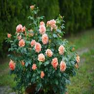 shrub roses for sale