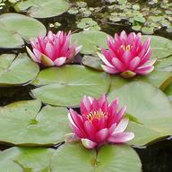 water lilies for sale