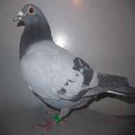 janssen pigeon for sale
