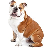 australian bulldog for sale