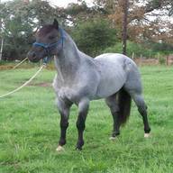 blue roan horse for sale