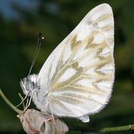butterflies moths for sale
