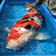 large koi fish for sale