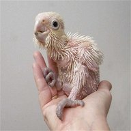 baby cockatoos for sale