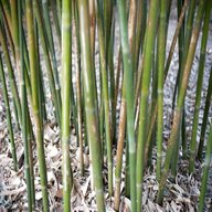 ornamental bamboo for sale