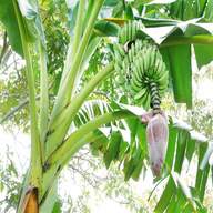 banana tree for sale