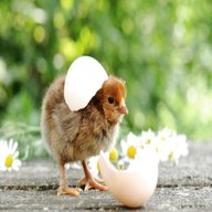 bantam hatching eggs for sale