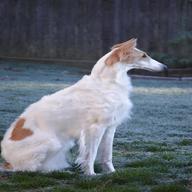 borzoi russian wolfhound for sale