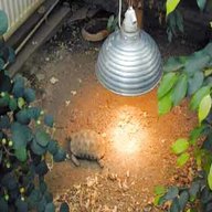 tortoise heat lamp for sale