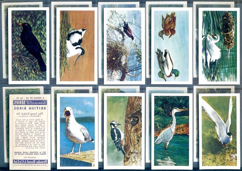 BROOKE BOND Card No 8 White Paper. British Birds 