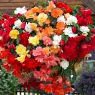 trailing begonia plants for sale