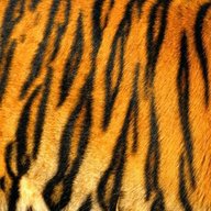 tiger skin for sale