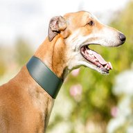 greyhound collar for sale