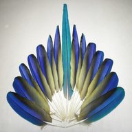 macaw feathers for sale