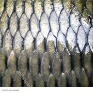 carp scales for sale