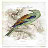 antique bird prints for sale