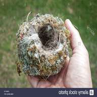 garden birds nests for sale