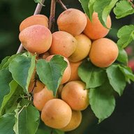 apricot tree for sale