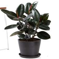 rubber plant for sale