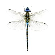 dragonfly for sale