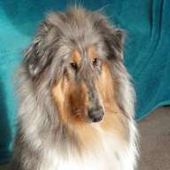blue merle rough collie for sale