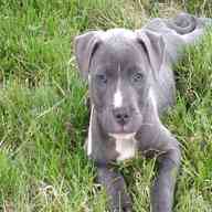blue staffy for sale